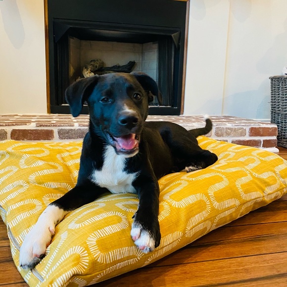 Large Dog Bed Cover. Fits Labs. Standard doodles, dogs up to 85lbs. - Picture 4 of 6